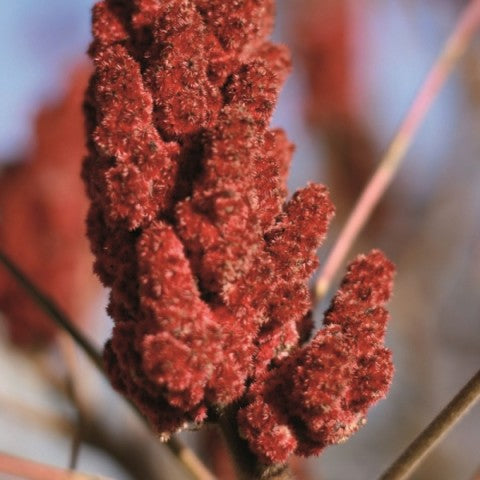 Sumac 60g