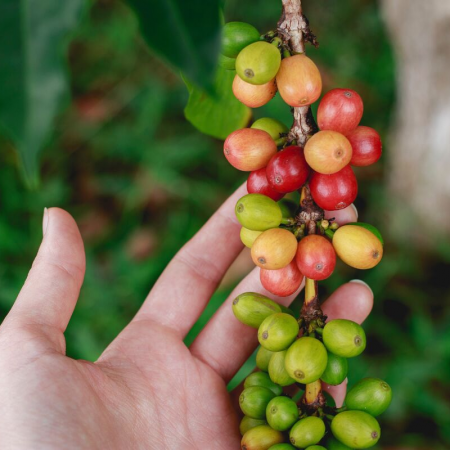 Arabica kaffebønner Momasé 250g ØKO