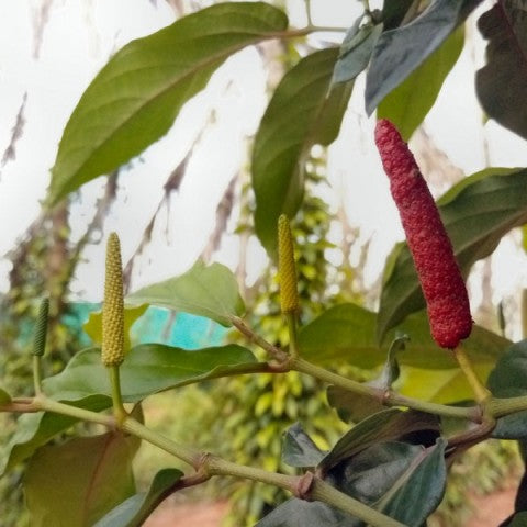 Rød lang peber 30g, Cambodja